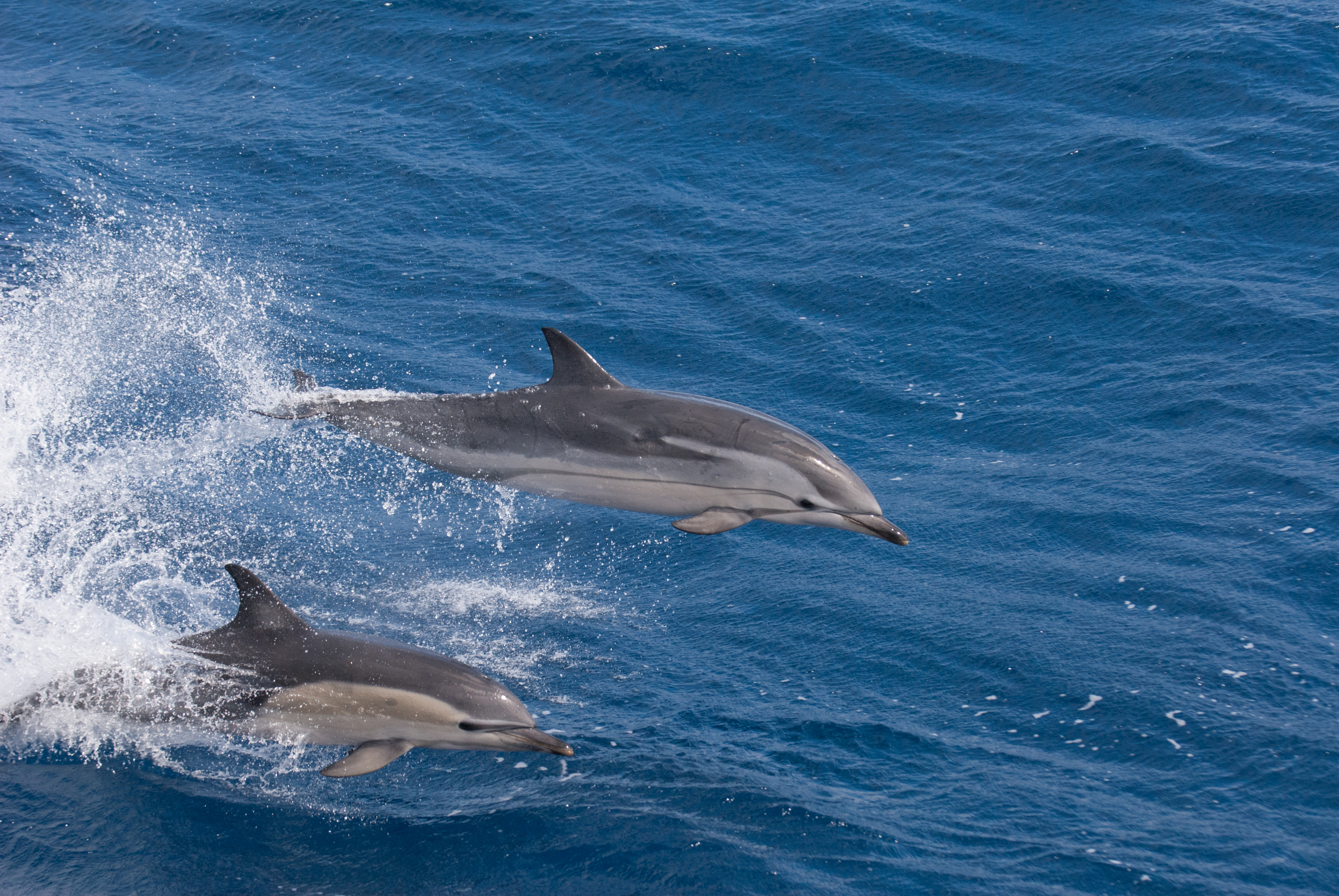 dolphins